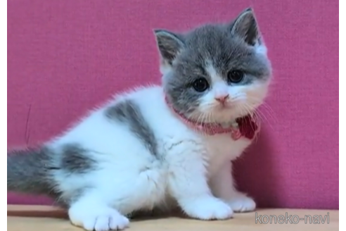 成約済の東京都のスコティッシュフォールド-104745の3枚目